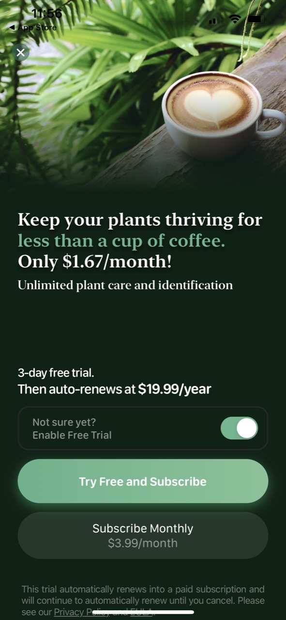 Blossom - Plant Care Guide